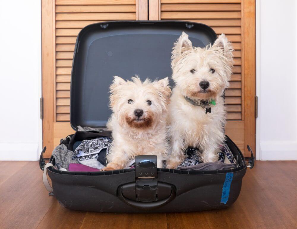 dogs in a suitcase