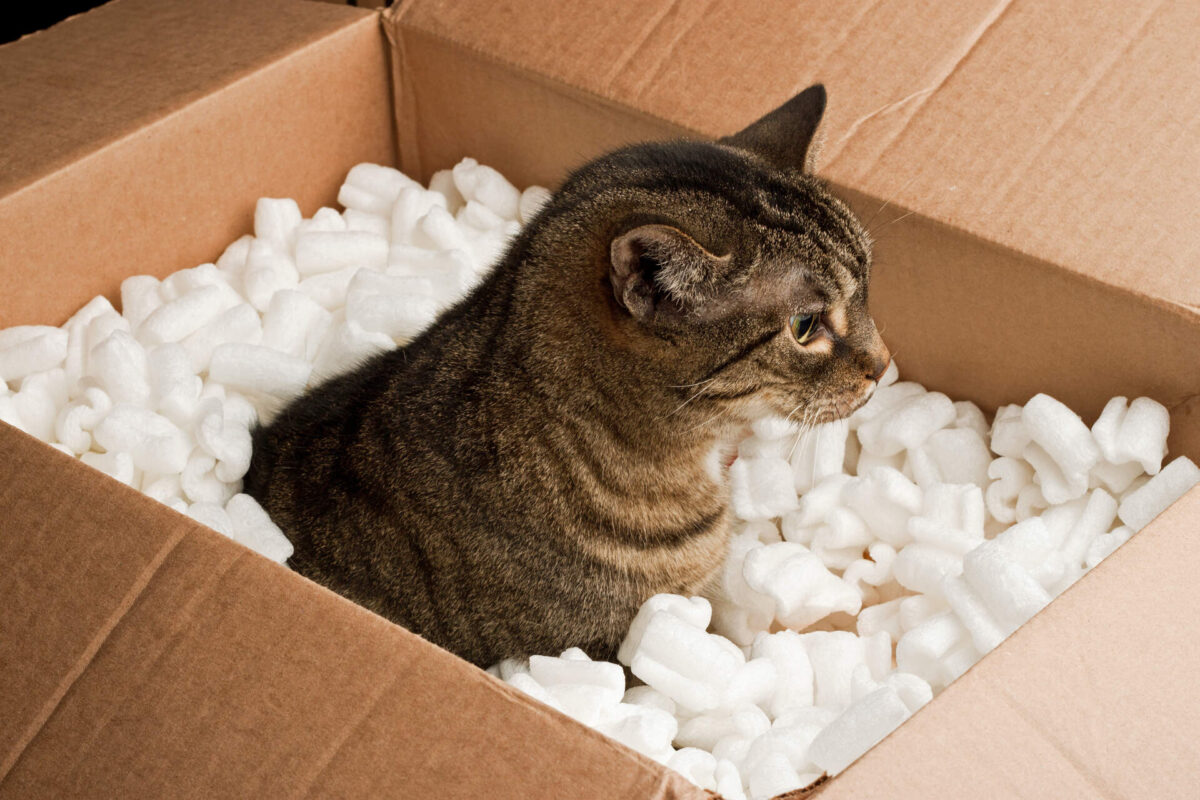 Cat in the box surrounded with packing peanuts