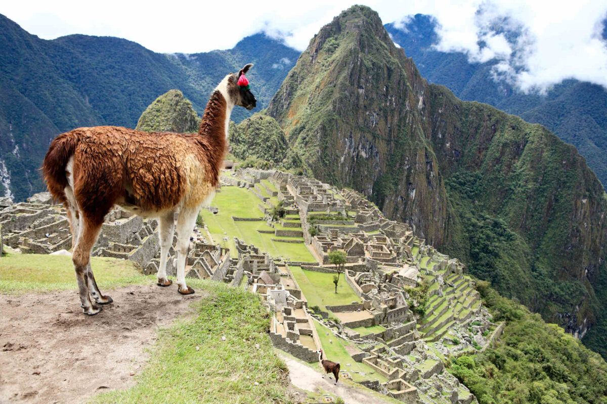 A llama on top of Machu Picchu