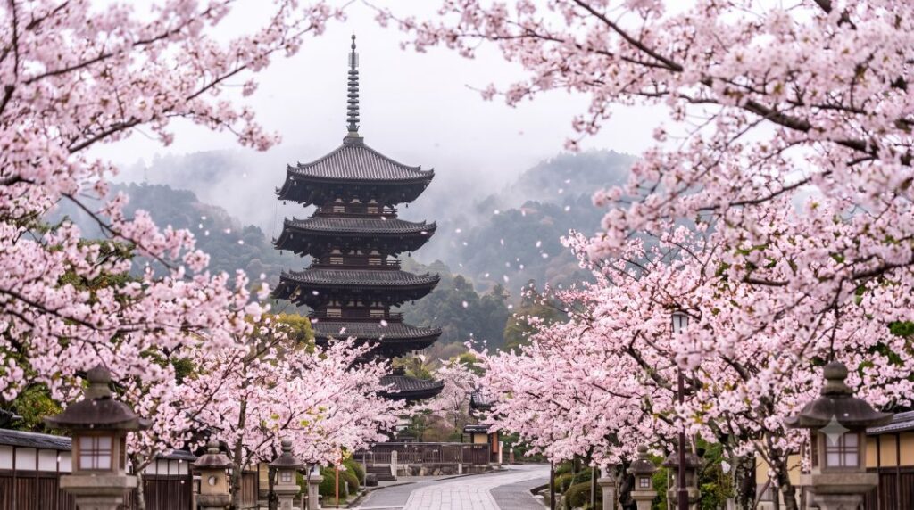 Moving to japan cherry blossoms kyoto temple